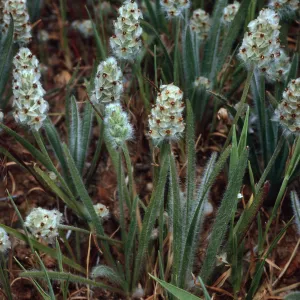 Plantago erecta, Santa Catalina Island