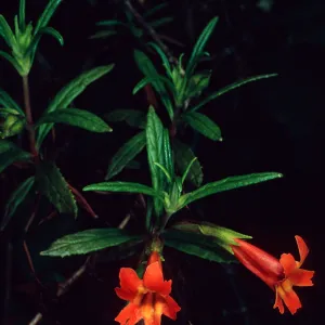 Mimulus, Hermit Gulch Trail, Avalon Canyon, Santa Catalina Island