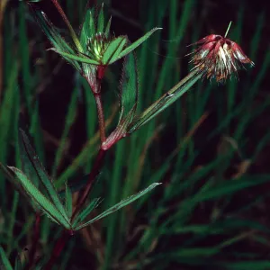 Trifolium palmeri, East side of Catalina Harbor, Santa Catalina Island