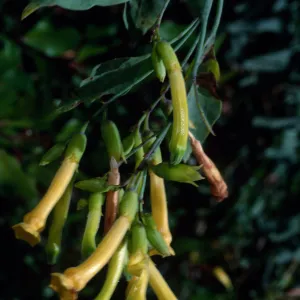 Nicotania glauca, Silver Canyon, Santa Catalina Island