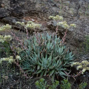 Dudleya hassei, Santa Catalina Island
