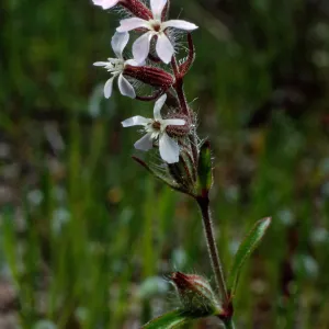 Silene gallica, Cape Canyon, Santa Catalina Island