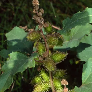 Xanthium strumabrium, Santa Catalina Island
