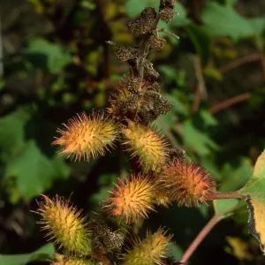 Xanthium strumabrium, Santa Catalina Island