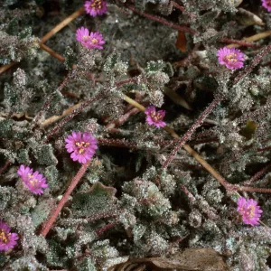 Alliona incarnata, Anza Borrego