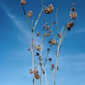 Asclepias albicans, Torote Bowl Trail, mountain, from Springs, Anza Borrego
