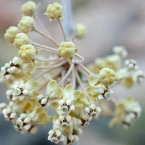 Asclepias albicans, Anza Borrego