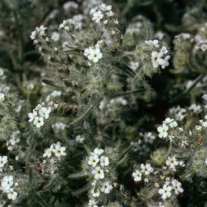 Cryptantha, Anza Borrego