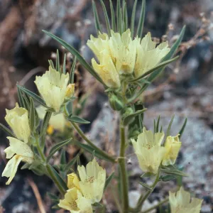 Mohavea confertiflora, Anza Borrego