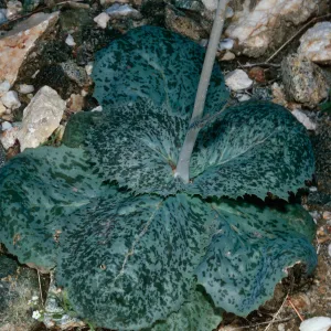 Atrichoseris platyphylla, Hunter Canyon, Saline Valley
