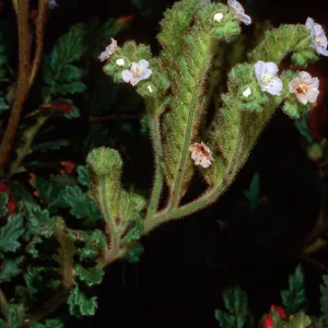 Phacelia ixodes, San Martin Island