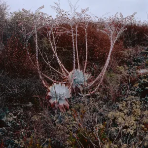 Dudleya anthonyi, San Martin Island