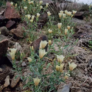 Mentzelia involucrata, North of Sheep Pass, Joshua Tree