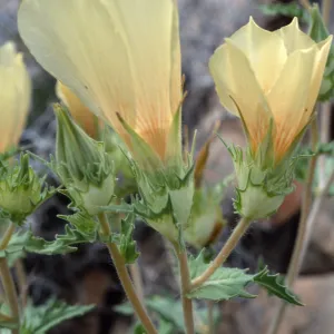 Mentzelia involucrata, North of Sheep Pass, Joshua Tree