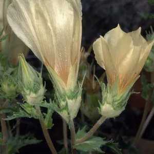 Mentzelia involucrata, North of Sheep Pass, Joshua Tree