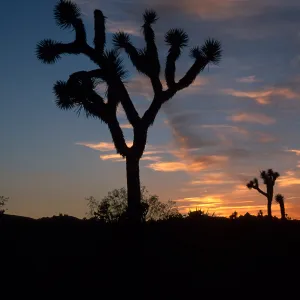 sunset, near Belle Campground, Joshua Tree National Park
