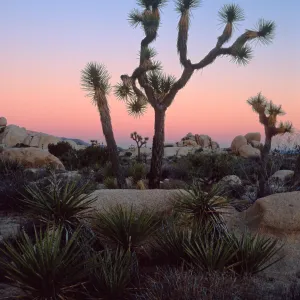 Sunset, near Belle Campground, Joshua Tree National Park