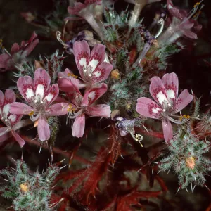 Loeseliastrum matthewsii, Red Rock Canyon Park, Santa Monica Mountains