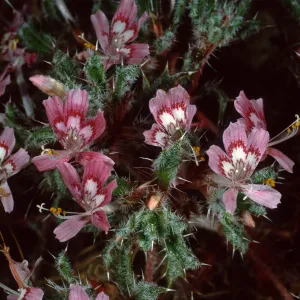 Loeseliastrum matthewsii, Red Rock Canyon Park, Santa Monica Mountains