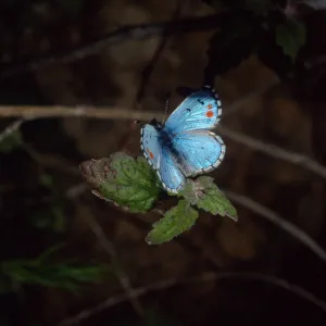 butterfly, Tunnel Trail, Santa Barbara County