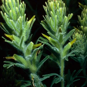 Castilleja grisea, 1st large canyon, South of Mosquito, Santa Cruz Island