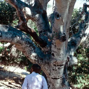 Autograph Tree, Pelican Bay, Santa Cruz Island