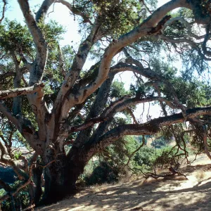 Autograph Tree, Pelican Bay, Santa Cruz Island