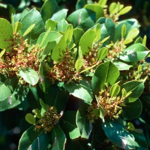 Rhamnus pirifolia, lower Willows Canyon, Santa Cruz Island