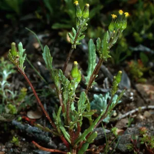 Senecio aphanactis, SC-2133, North of Sauces Canyon, Santa Cruz Island
