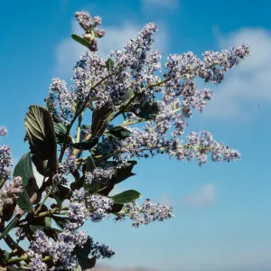 Ceanothus arboreus, South ridge, Santa Cruz Island