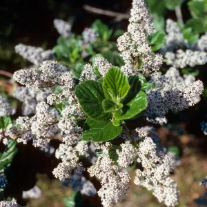 Ceanothus arboreus, South ridge, Santa Cruz Island