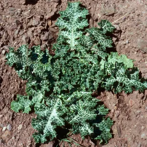 Silybum marianum, Cañada Del Puerto, Santa Cruz Island