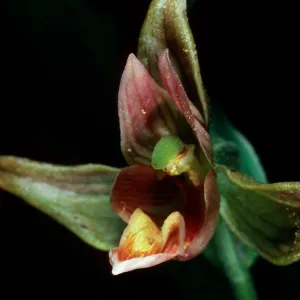 Epipactis gigantea, Cottonwood Canyon, Santa Cruz Island