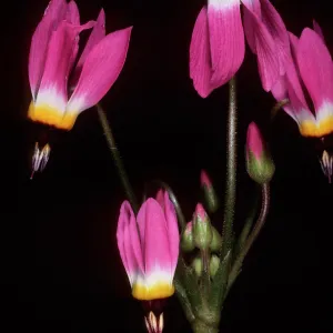 Dodecatheon, just West of field station, Central Valley, Santa Cruz Island