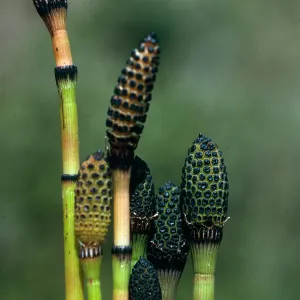 Equisetum laevigatum, SC-3189, Santa Cruz Island