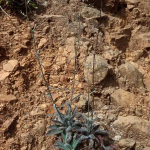 Hieracium, Cañada Del Portezuela, Santa Cruz Island