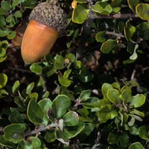 Quercus pacifica, Santa Cruz Island