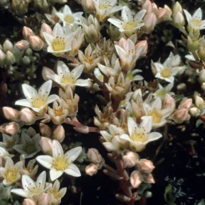 Dudleya nesiotica, Fraser Point, Duplicate, Santa Cruz Island