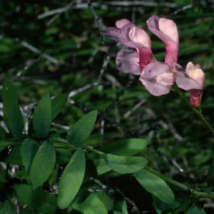 Vicia americana, near main ranch airstrip, Santa Cruz Island
