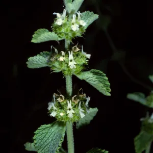 Marrubium vulgare, Santa Cruz Island