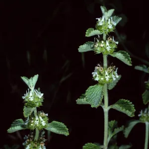 Marrubium vulgare, Santa Cruz Island