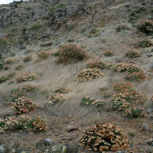 Eriogonum arborescens, ridge landing to Δ“John”, Santa Cruz Island