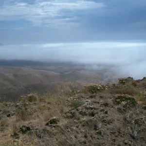 Eriogonum arborescens, from landing to Δ“John”, fog in Christy Valley, Santa Cruz Island