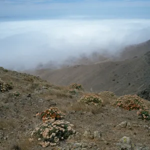 Eriogonum arborescens, from landing to Δ“John”, fog in Christy Valley, Santa Cruz Island