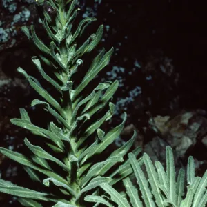 Arabis hoffmannii, Duplicate, Santa Cruz Island