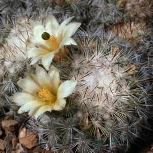 Mammiilaria neopalmeri, Northwest side, near lighthouse, West San Benito Island