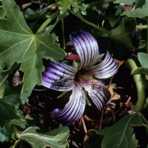 Lavatera venosa, North side canyon, West San Benito Island