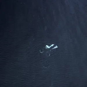 Blue Whales, Santa Barbara Channel