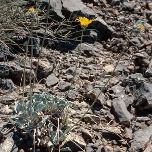 Enceliopsis nudicaulis, Eureka Valley Road, Death Valley