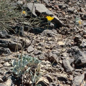 Enceliopsis nudicaulis, Eureka Valley Road, Death Valley